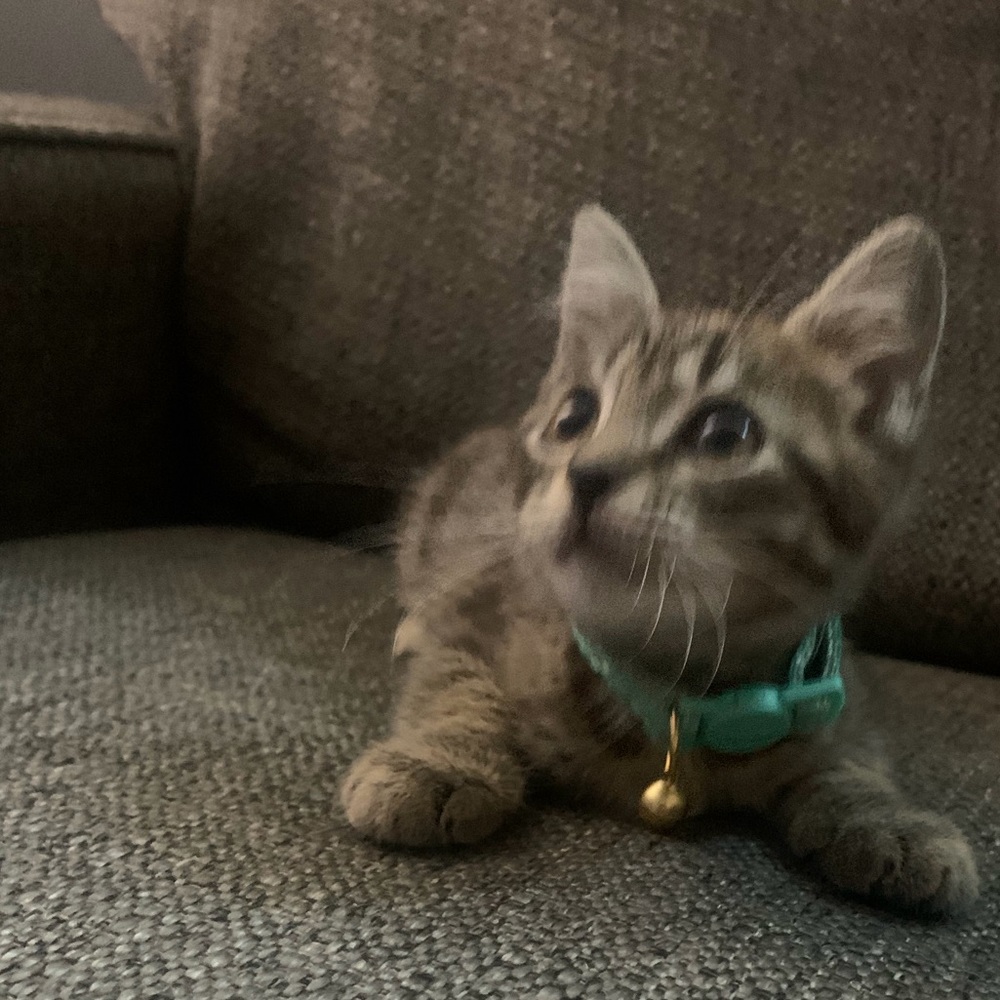 Meet your Posher, Jeanie